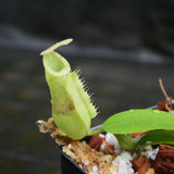 Nepenthes (maxima x campanulata) x (northiana x veitchii) -'Big', CAR-0296