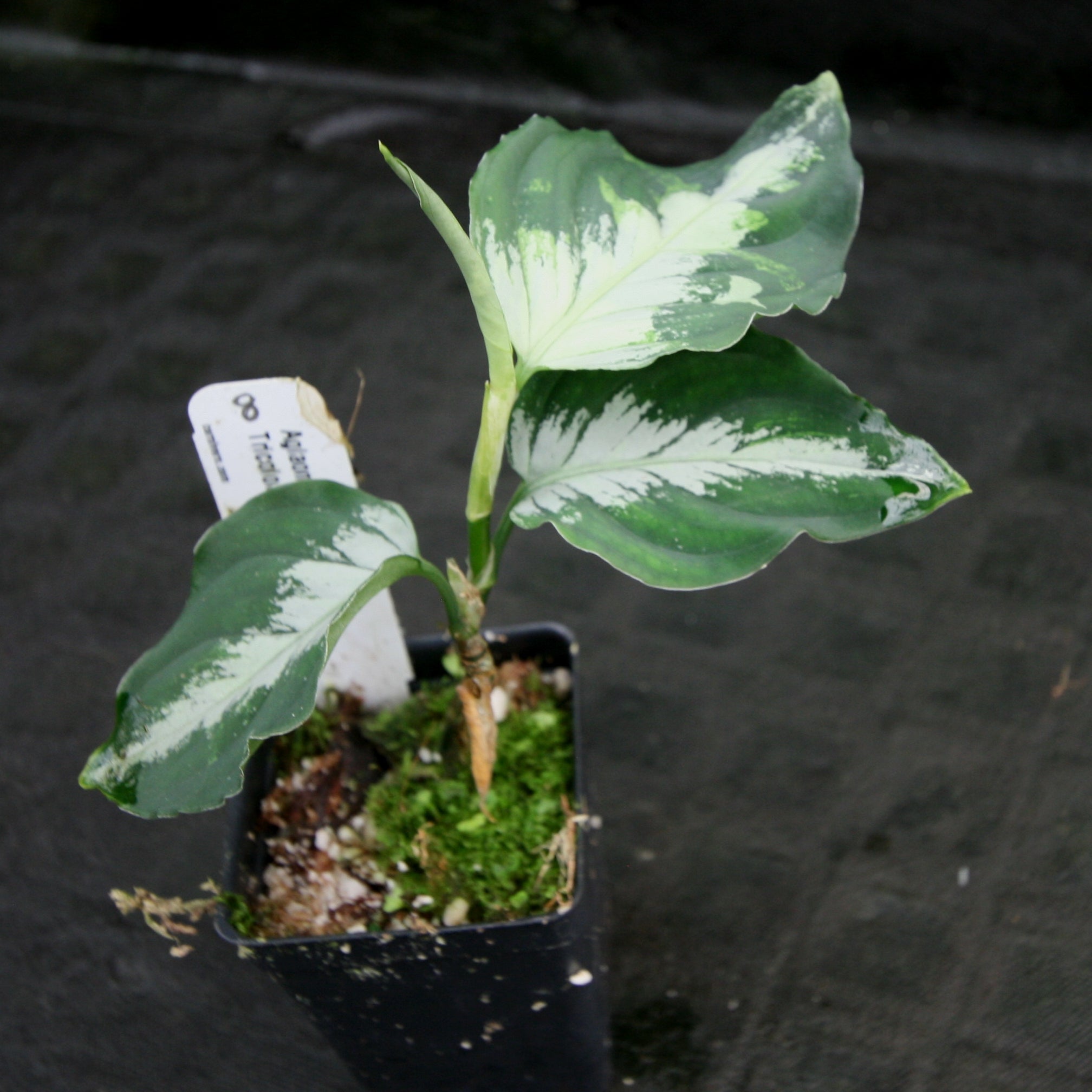 Aglaonema pictum Tricolor – Carnivero