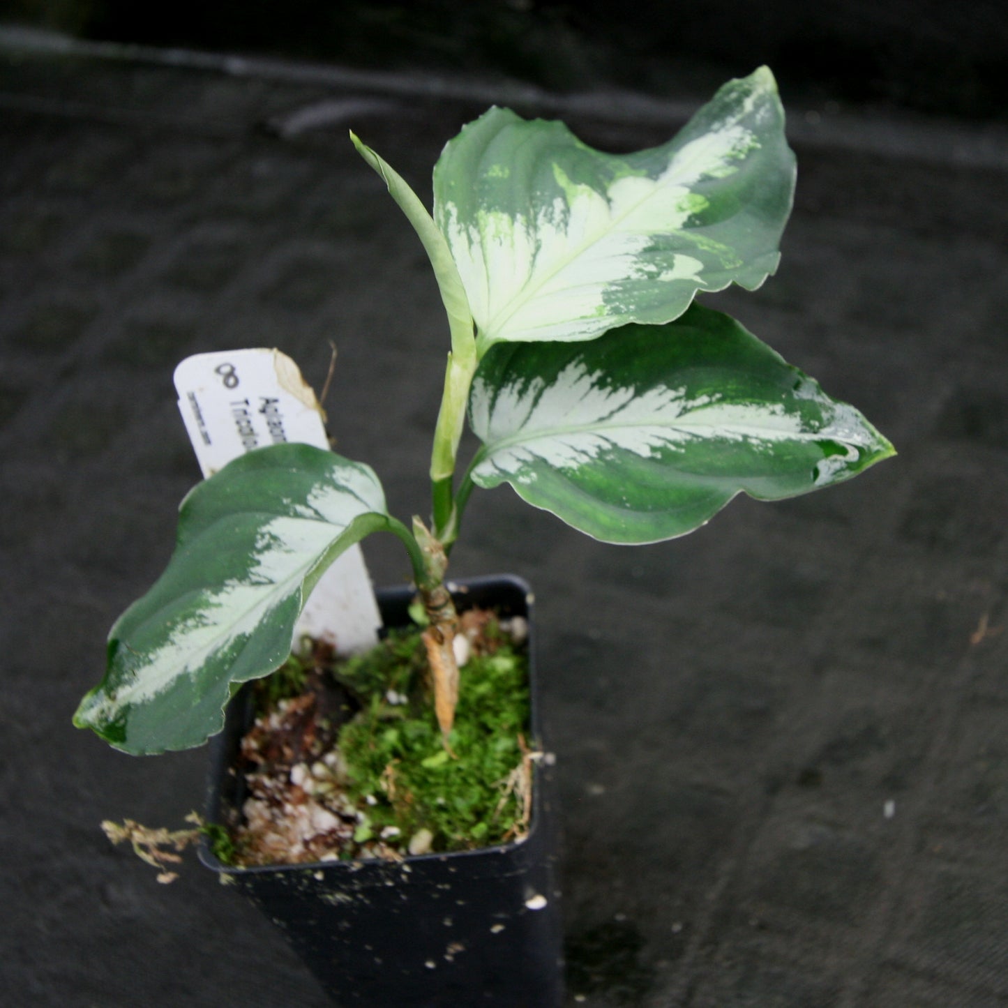 aglaonema pictum vs pictum tricolor Aglaonema pictum Tricolor – Carnivero