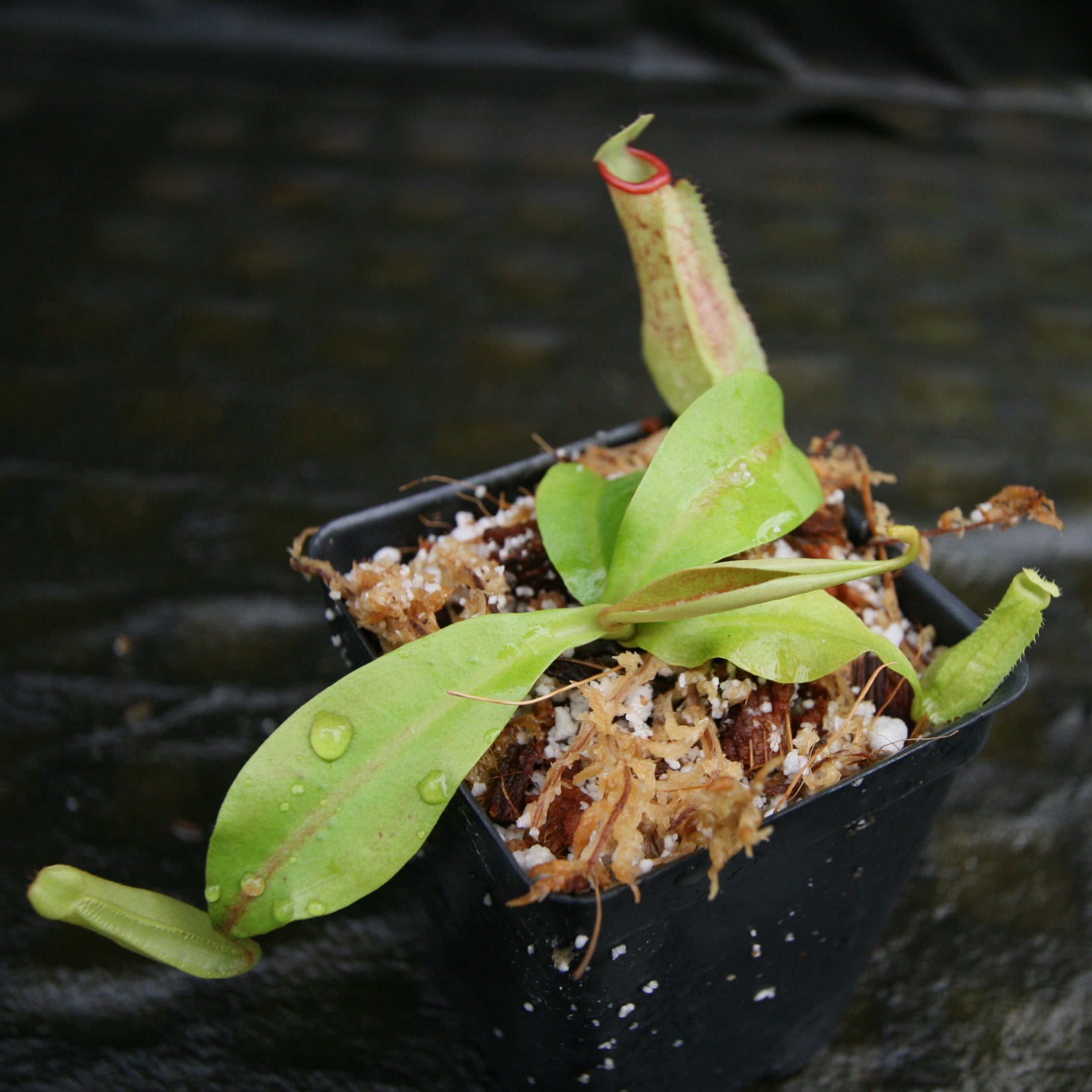 Nepenthes (maxima x campanulata) x (northiana x veitchii) -'Big