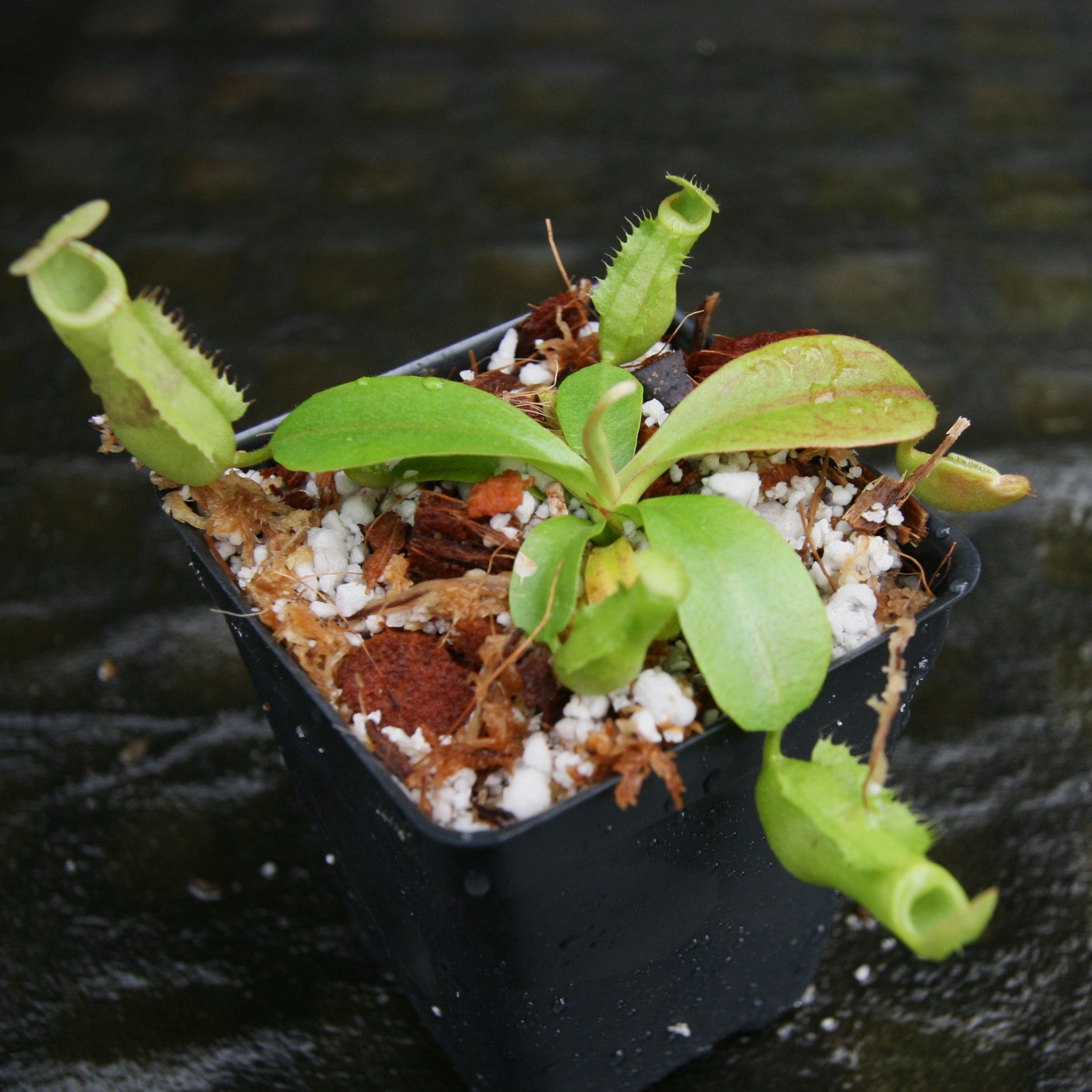 Nepenthes (maxima x campanulata) x (northiana x veitchii) -'Big