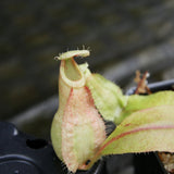 Nepenthes rafflesiana Leilani x Viking, CAR-0295