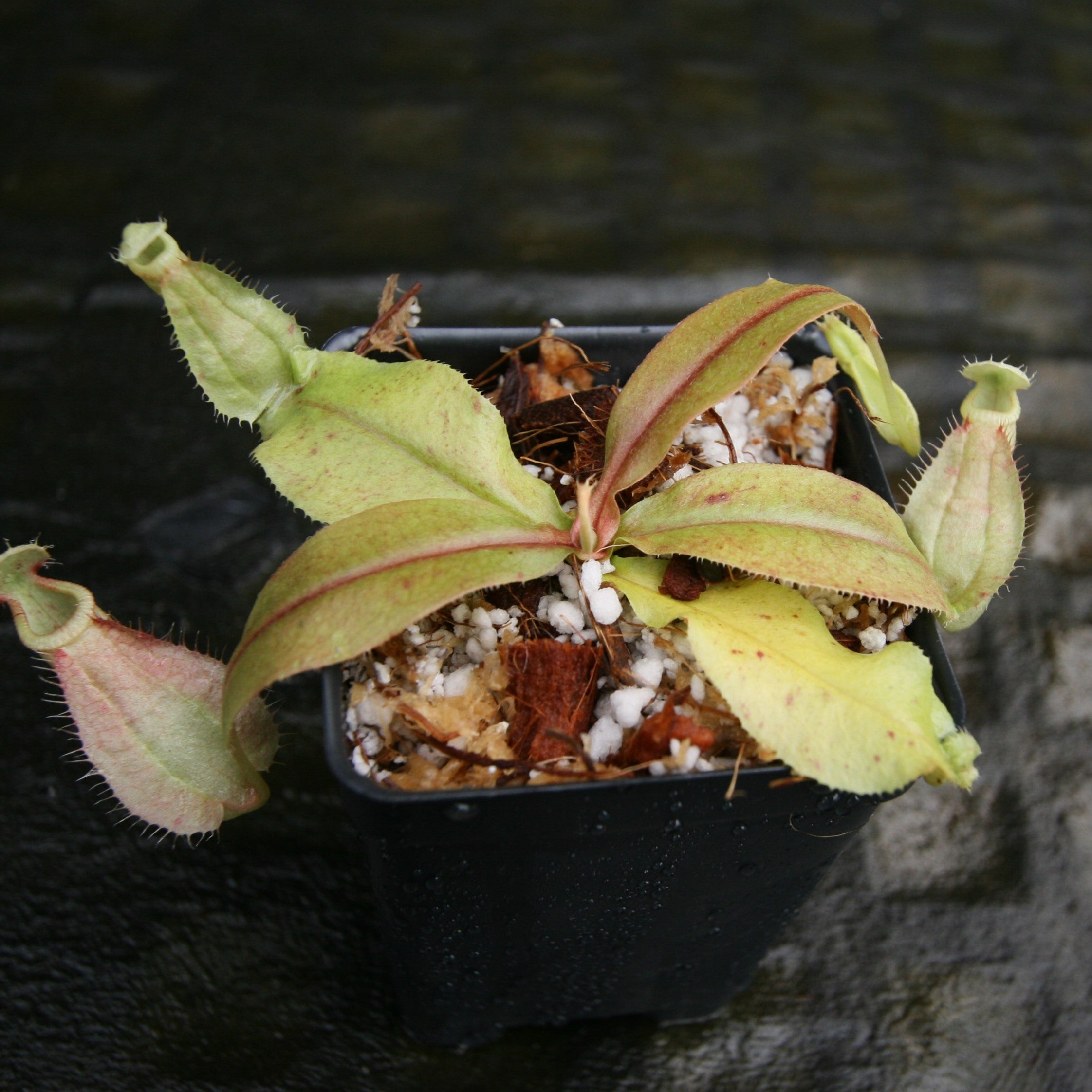 ラブリン Nepenthes rafflesiana Leilani x Viking, CAR-0295 – Carnivero