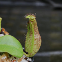 Nepenthes truncata (d) x boschiana JB, CAR-0294