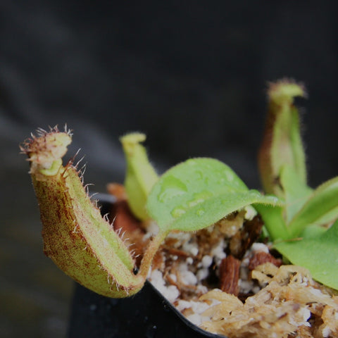 Close up of Nepenthes truncata d x boschiana JB pitcher with hairy rim in a small pot.