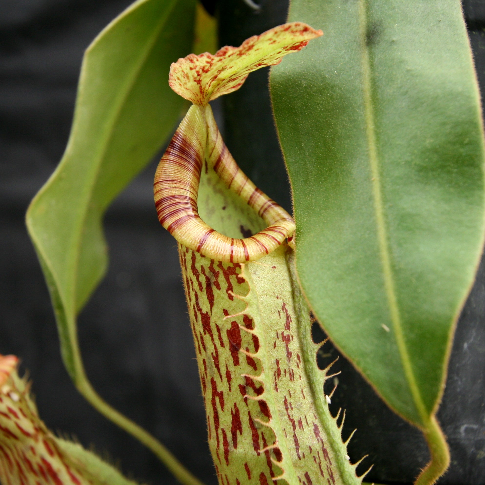 Nepenthes 'Splendid Diana' x platychila, CAR-0174 – Carnivero