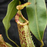 Nepenthes 'Splendid Diana' x platychila, CAR-0174