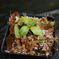 Nepenthes truncata (d) x boschiana JB, CAR-0294