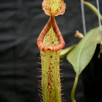 Nepenthes 'Splendid Diana' x platychila, CAR-0174