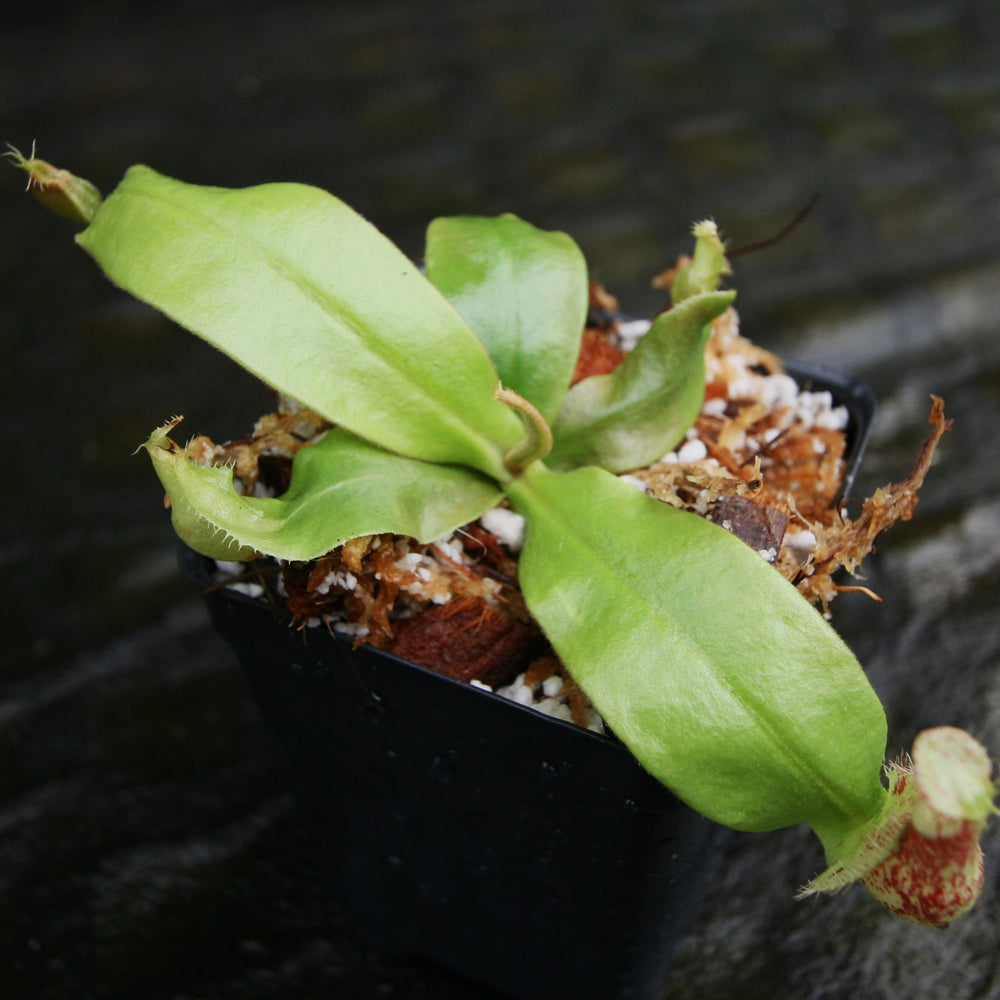 
                      
                        Nepenthes ampullaria (Tricolor x Purple Stripe #1), CAR-0293
                      
                    