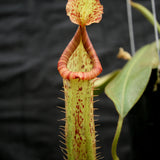 Nepenthes 'Splendid Diana' x platychila, CAR-0174