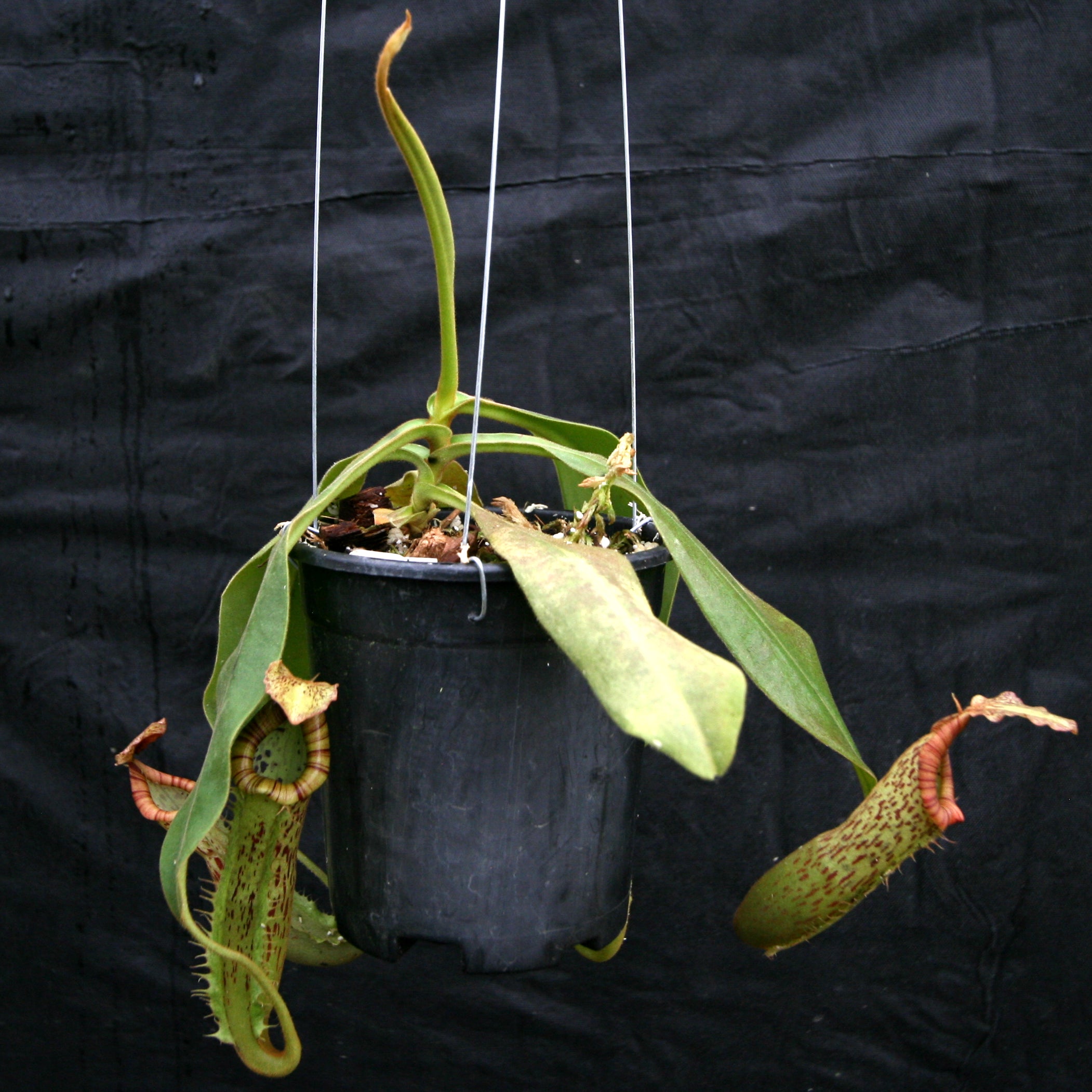 Nplants★ Nepenthes 'Splendid Diana' x platychila, CAR-0174 – Carnivero
