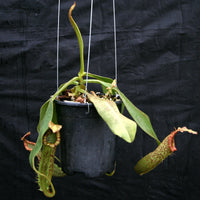 Nepenthes 'Splendid Diana' x platychila, CAR-0174