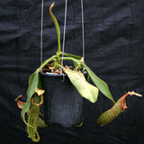 Nepenthes 'Splendid Diana' x platychila, CAR-0174