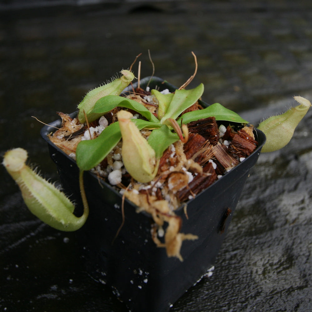 
                      
                        Nepenthes [(viking x ampullaria) x northiana] x {belii x [(veitchii x maxima) x veitchii)]}, CAR-0301
                      
                    