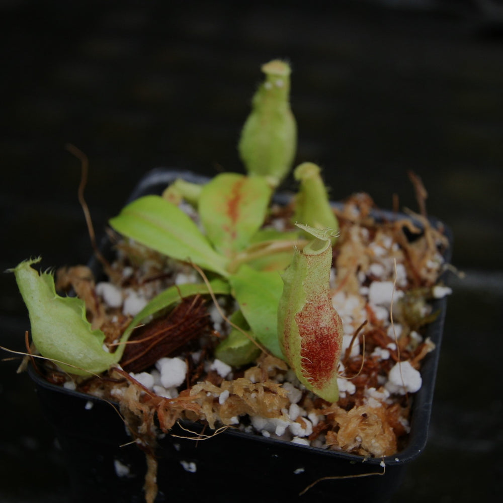 
                      
                        Nepenthes [(viking x ampullaria) x northiana] x {belii x [(veitchii x maxima) x veitchii)]}, CAR-0301
                      
                    