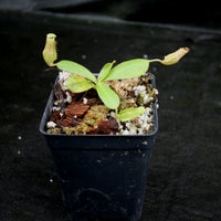 Nepenthes 'Splendid Diana' x platychila, CAR-0174