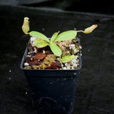 Nepenthes 'Splendid Diana' x platychila, CAR-0174