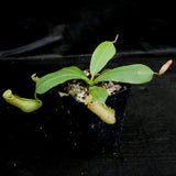 Nepenthes 'Splendid Diana' x platychila, CAR-0174