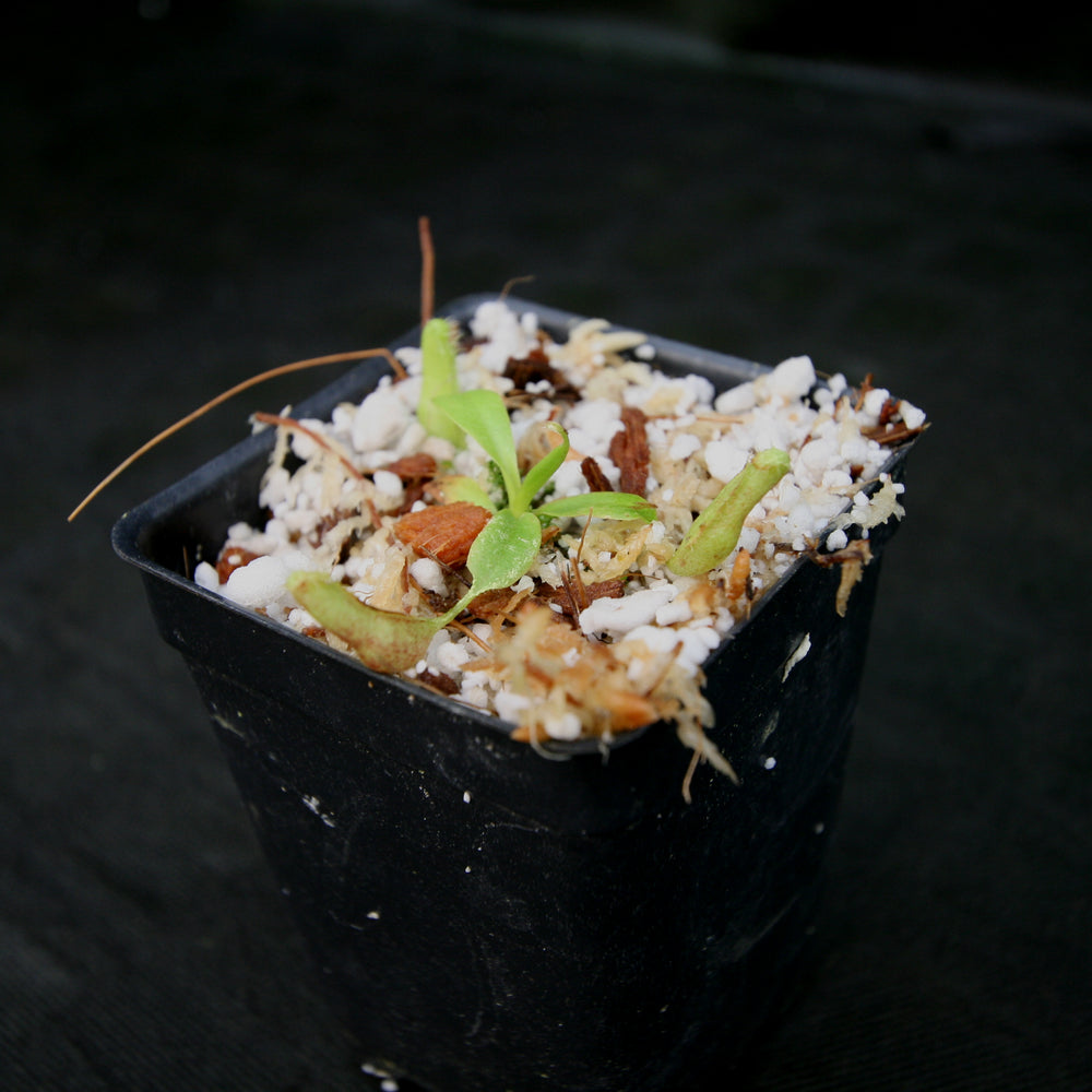 
                      
                        Nepenthes singalana x truncata(c), CAR-0127
                      
                    