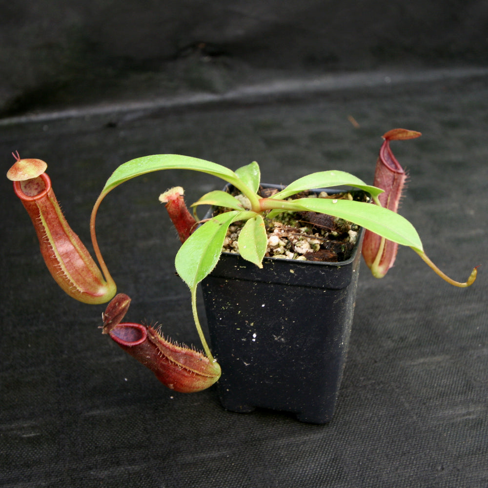 
                      
                        Nepenthes singalana x truncata(c), CAR-0127
                      
                    