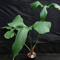 Anthurium draconopterum