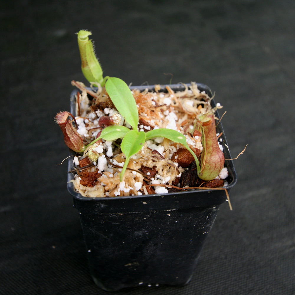 
                      
                        Nepenthes singalana x truncata(c), CAR-0127
                      
                    
