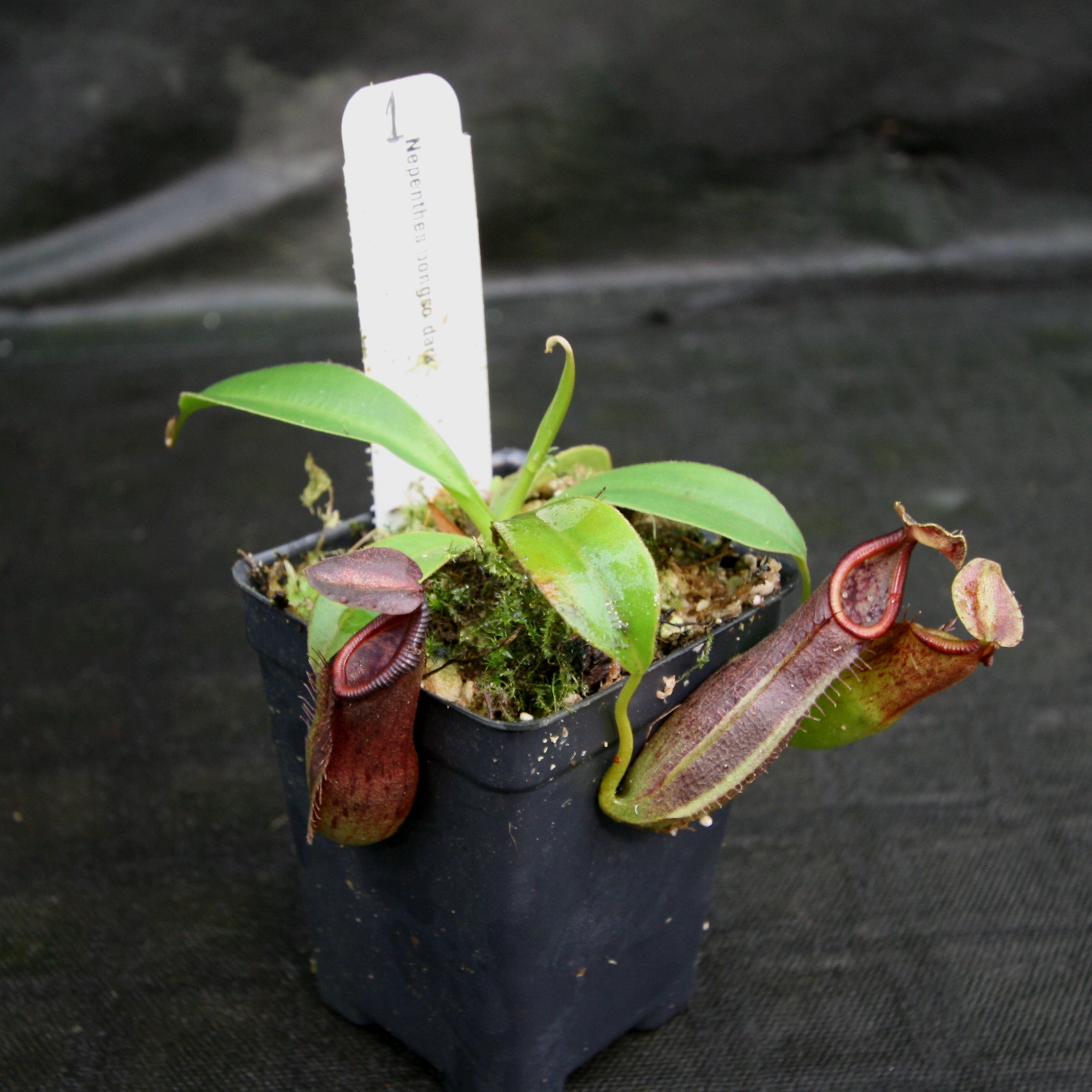 Nepenthes bongso dark – Carnivero