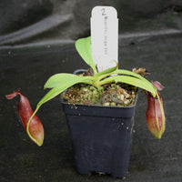 Nepenthes bongso dark