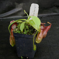 Nepenthes bongso dark