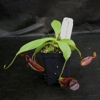 Nepenthes bongso dark