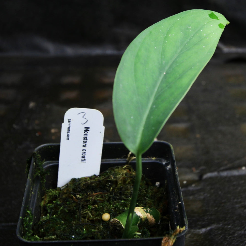 
                      
                        Monstera croatii
                      
                    