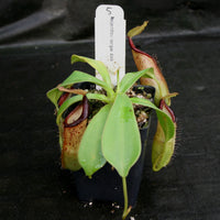 Nepenthes bongso dark