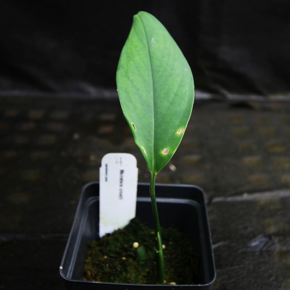 
                      
                        Monstera croatii
                      
                    