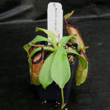 Nepenthes bongso dark