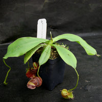 Nepenthes bongso dark