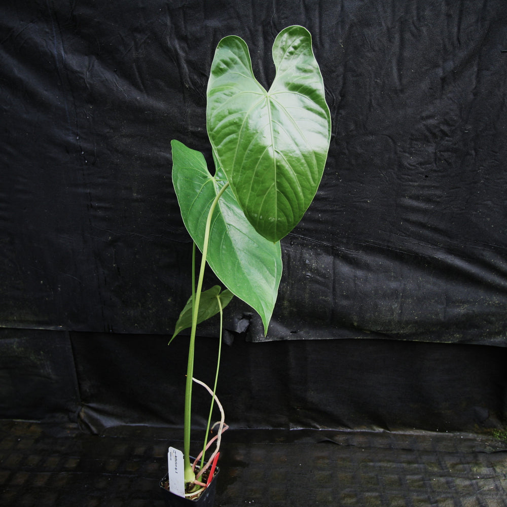 
                      
                        Anthurium sp. 8
                      
                    