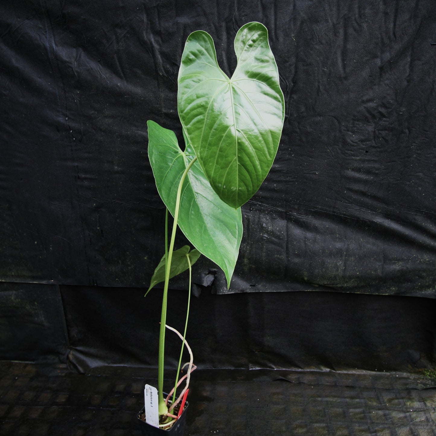 anthurium bullatus care Anthurium sp. 8 – Carnivero