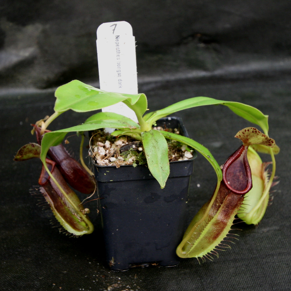 
                      
                        Nepenthes bongso dark
                      
                    