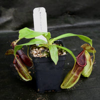 Nepenthes bongso dark