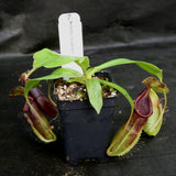 Nepenthes bongso dark