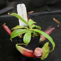 Nepenthes bongso dark
