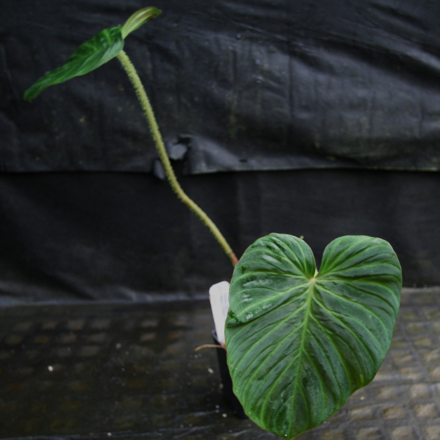 chrue philodendron Philodendron verrucosum "Queen of Hearts" (Tico Blues) – Carnivero