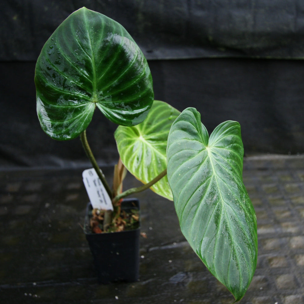 
                      
                        Philodendron verrucosum "Queen of Hearts" (Tico Blues)
                      
                    