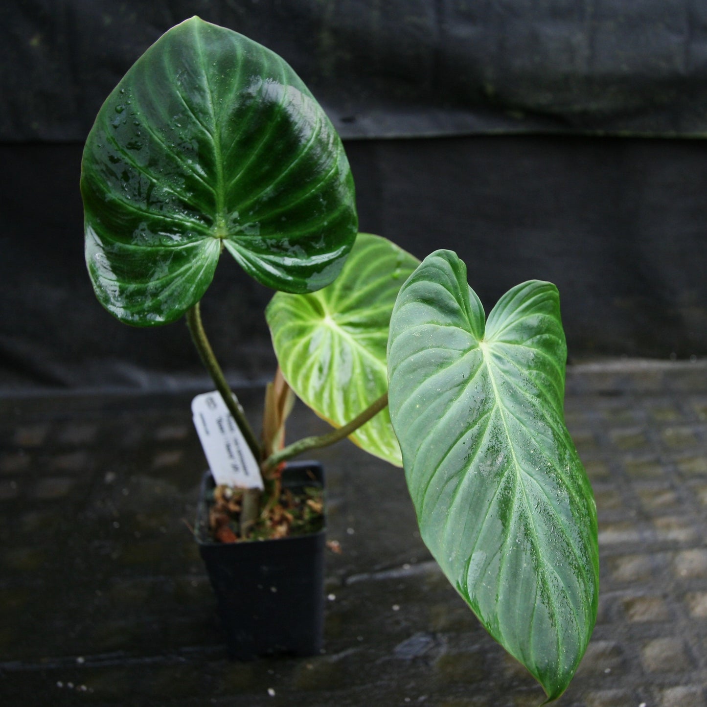 philodendron verrucosum price Philodendron verrucosum "Queen of Hearts" (Tico Blues) – Carnivero