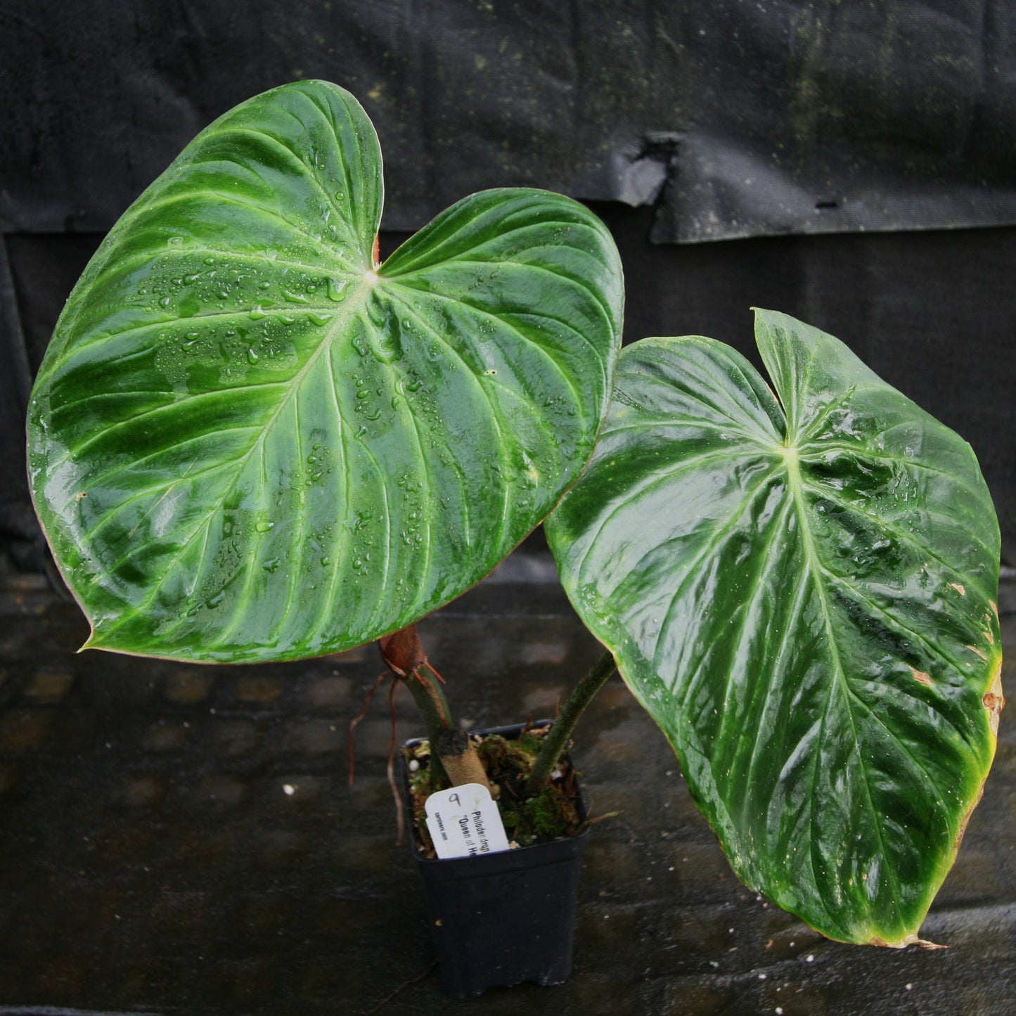philodendron heart shape queen Philodendron verrucosum "Queen of Hearts" (Tico Blues) – Carnivero