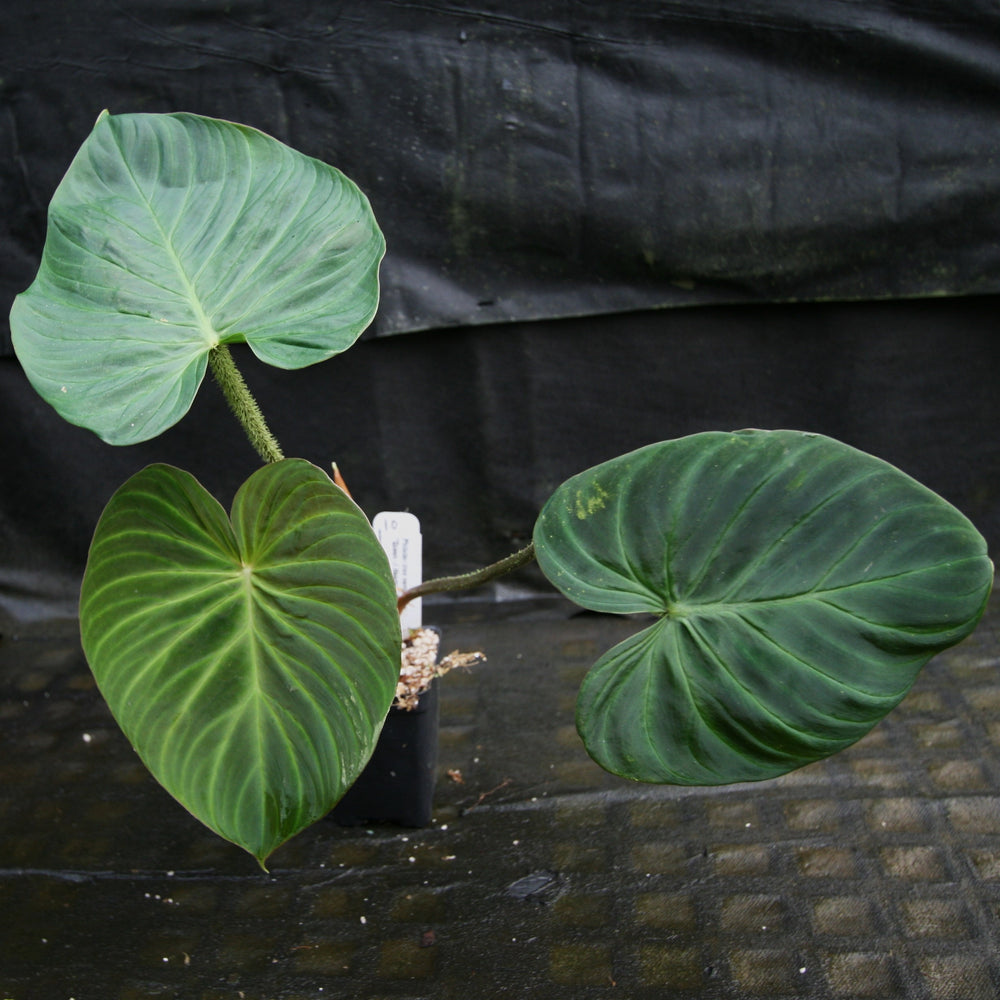 
                      
                        Philodendron verrucosum "Queen of Hearts" (Tico Blues)
                      
                    