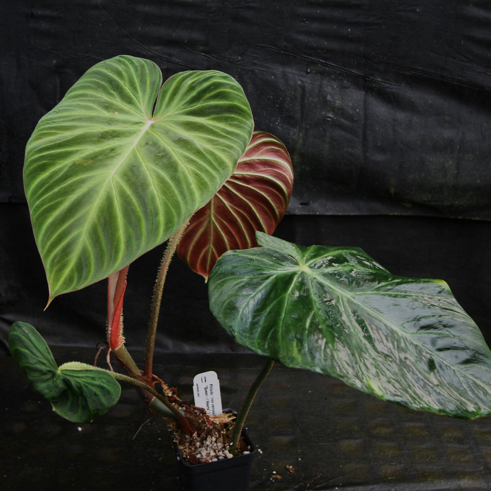 
                      
                        Philodendron verrucosum "Queen of Hearts" (Tico Blues)
                      
                    