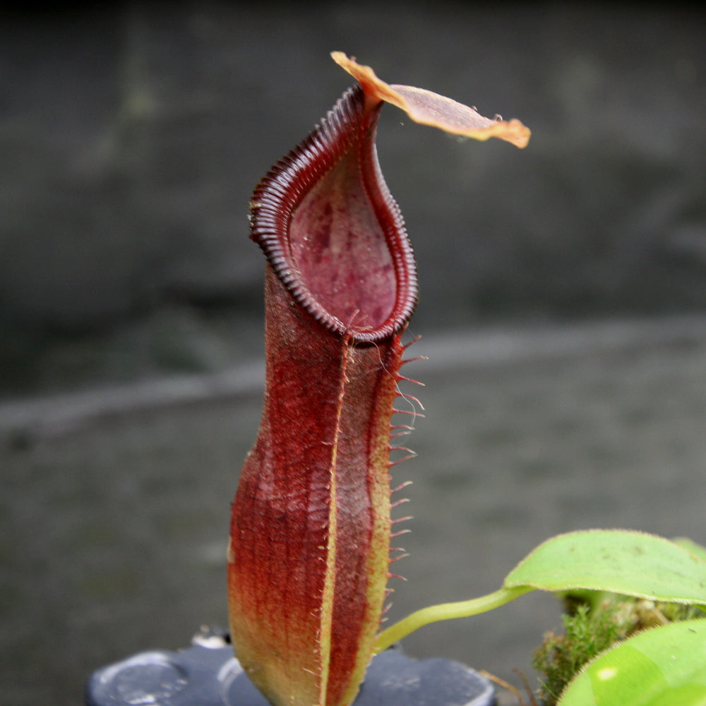 
                      
                        Nepenthes bongso dark
                      
                    