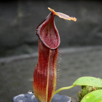 Nepenthes bongso dark